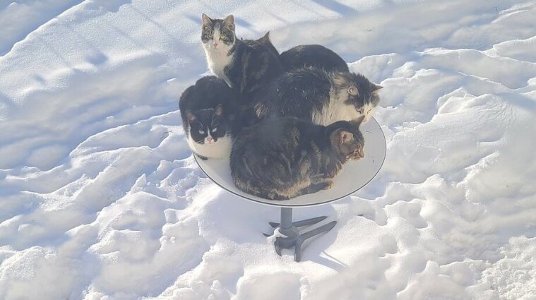 Спутниковая тарелка Starlink стала привлекать кошек в Канаде - фото