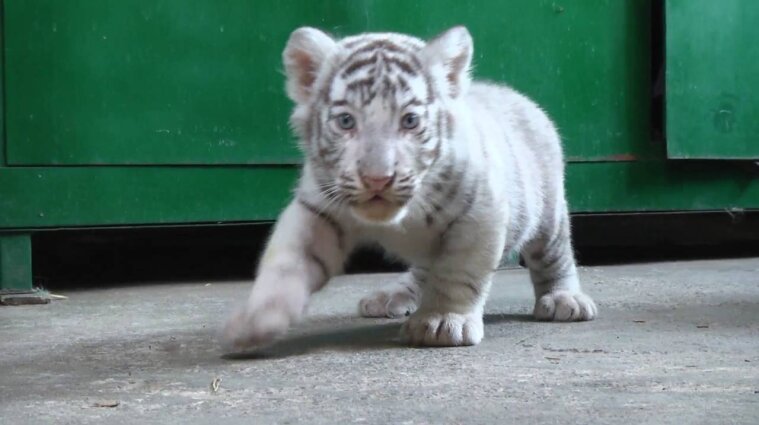На Кубе в зоопарке родилось четверо бенгальских тигрят