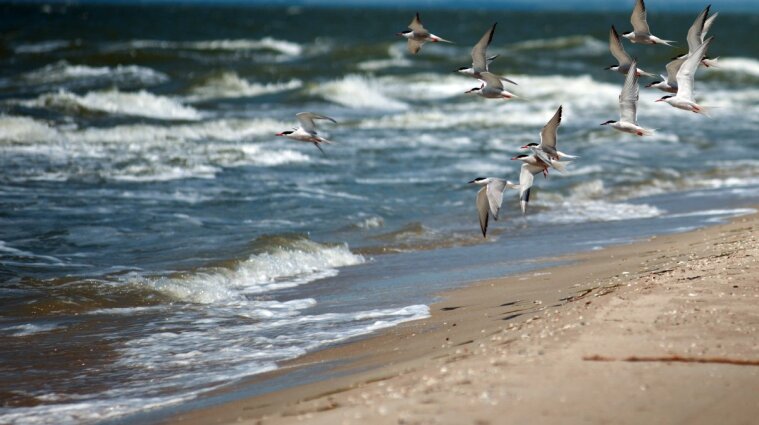 Замість пляжу - гнилі водорості: на морському узбережжі Одеси нова проблема (відео)