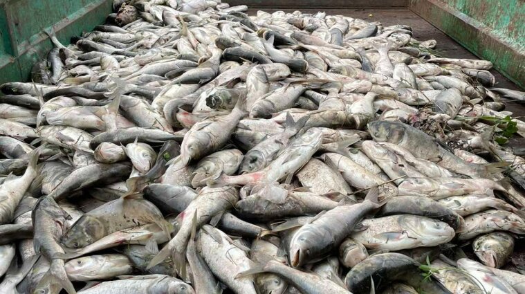 В Киевской области случился массовый мор рыбы