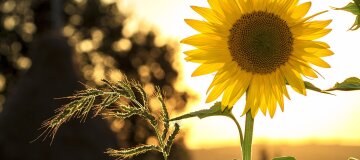 Чим корисне соняшникове насіння та кому його не варто гризти