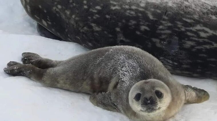 Зовсім крихітки: в Антарктиді народилися перші в цьому сезоні дитинчата тюленів (фото)