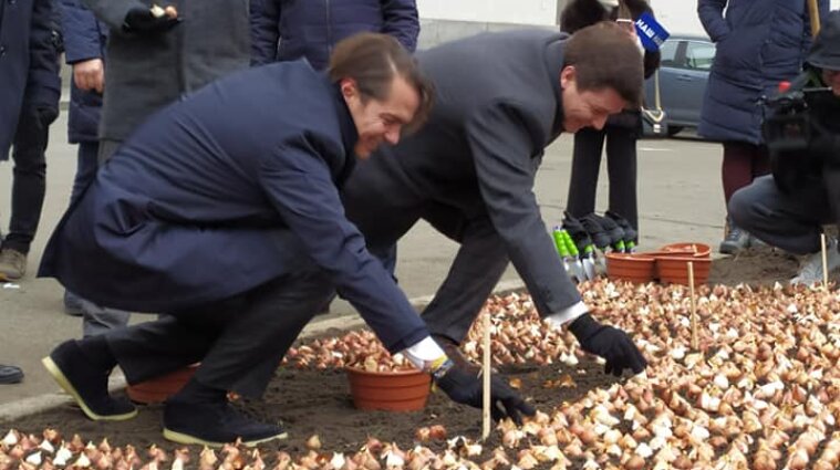 В центре Киева высадили 100 тысяч тюльпанов, привезенных из Голландии