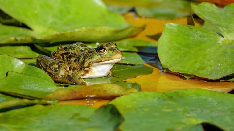 У Франції за рішенням суду виселяють жаб зі ставка