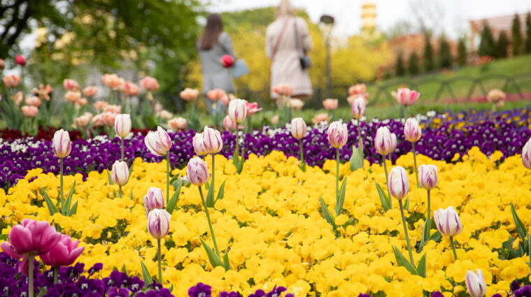 Выставка тюльпанов в Киеве: высадили более 700 тысяч цветов