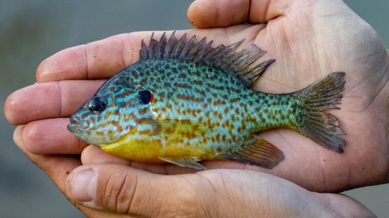 В Киеве в озере выловили экзотических рыб, живущих в Северной Америке