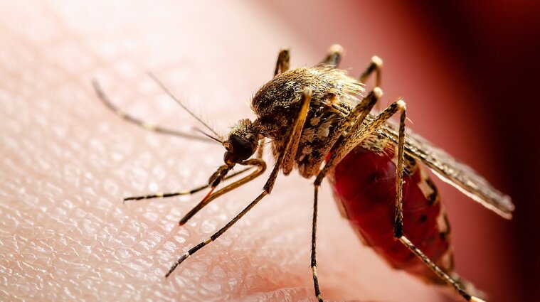 Мешканці Києва масово скаржаться на агресивних комарів: звідки вони взялися
