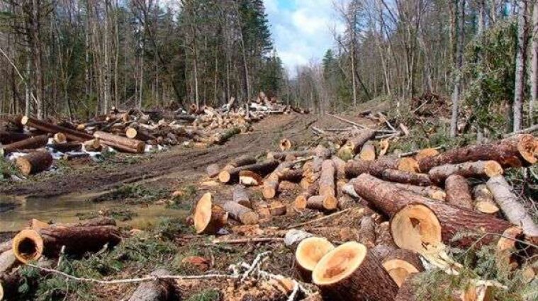 На Волыни незаконно вырубили леса на 17 млн гривен