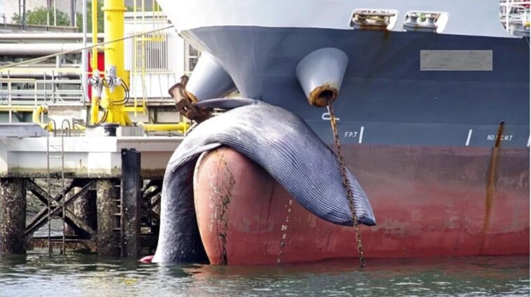 У берегов Японии на танкере нашли огромного мертвого кита