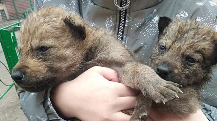 Не молодая волчица бросила пятерых детенышей: в одесском зоопарке пополнение