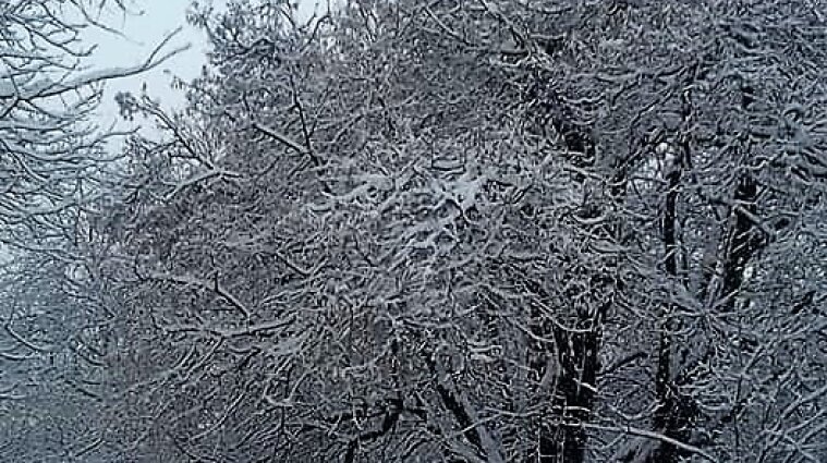 Дощ, сніг та морози: синоптики розповіли про погоду на тиждень