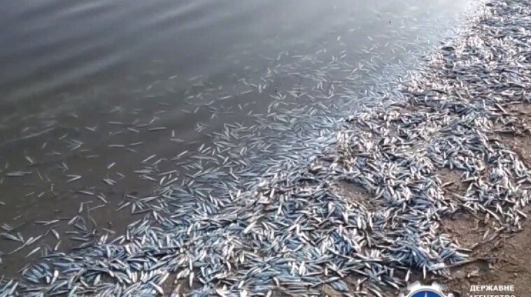 Массовую гибель рыбы обнаружили в Запорожской области