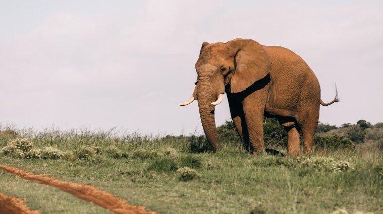 Разъяренный слон растоптал мужчину в Индии (видео)