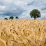 Запасів пшениці у світі лишилося на 10 тижнів - ООН