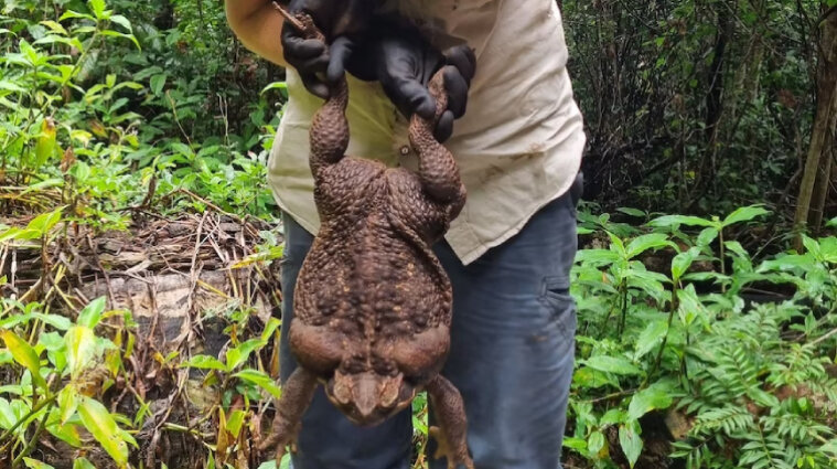 В Австралии нашли гигантскую тростниковую лягушку-рекордсмена (фото, видео)