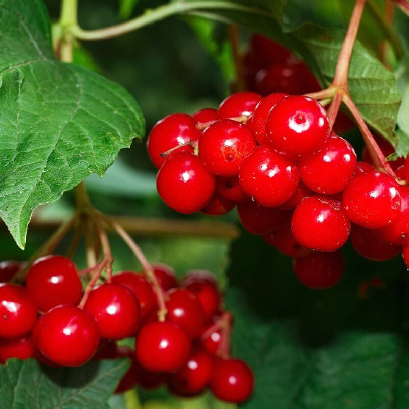 Калина: польза осенней ягоды, сочетание с медом и другие особенности применения