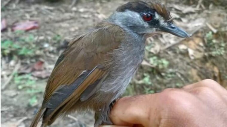 На Борнео поймали редкую птицу, которую здесь не видели 180 лет