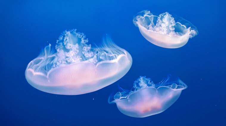 До +29, а в морі купатись не можна: медузи окупували Одесу (фото, відео)