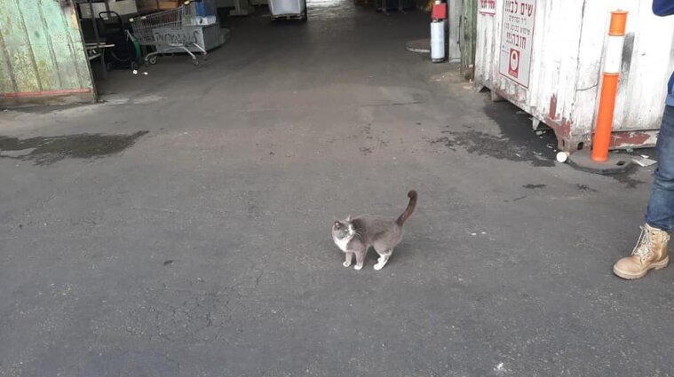 Кіт-мандрівник з Одеси доїхав до Ізраїлю в контейнері з цукерками