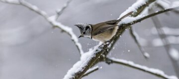 С 7 декабря в Украину вернутся снег и дождь: прогноз гидрометцентра