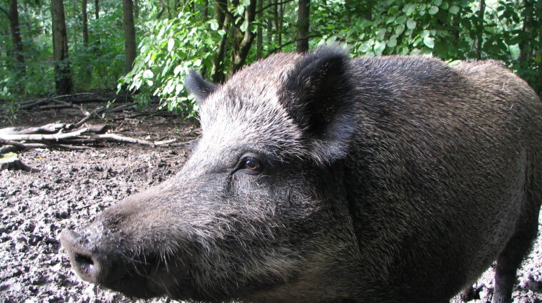 У Дарницькому лісопарку знайшли труп свині, хворої на африканську чуму