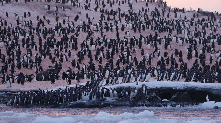 Украинский полярную станцию атаковали рекордные скопления пингвинов (фото)