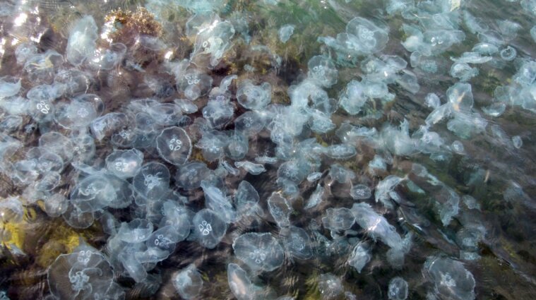 Вывозят прицепами: в Кирилловке снова нашествия медуз (видео)