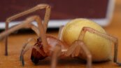 Ядовитый желто сумный паук