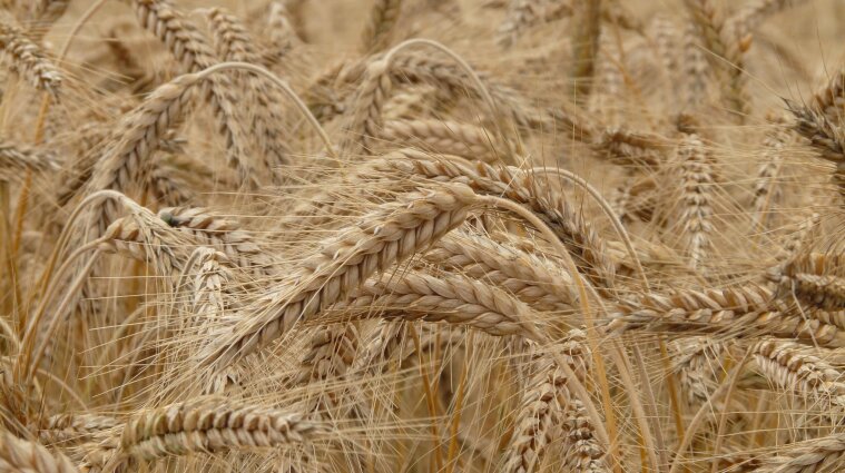 Близько на 15 млн тон зерна: Україна отримає мішки для зберігання врожаю