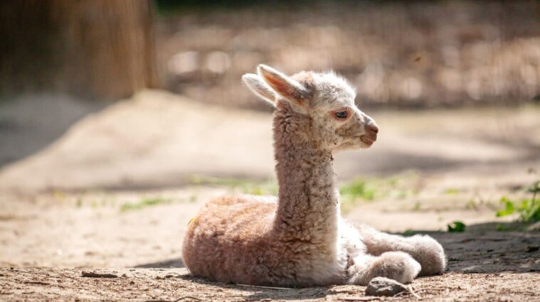 В столичном зоопарке в семье альпак родился детеныш (фото)