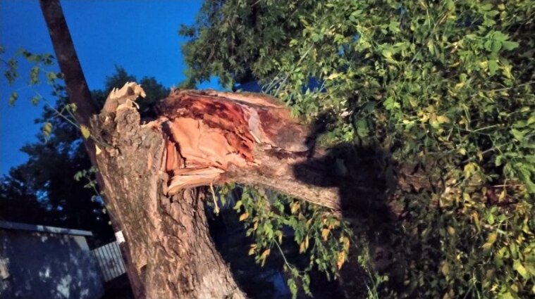В парке Львова дерево упало на мальчика и проломило ему голову (видео)