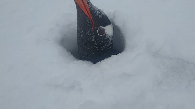 Пінгвінів засипало снігом біля станції полярників "Академік Вернадський"