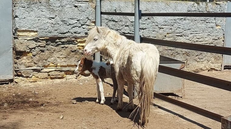 В зоопарке Одессы родился детеныш пони