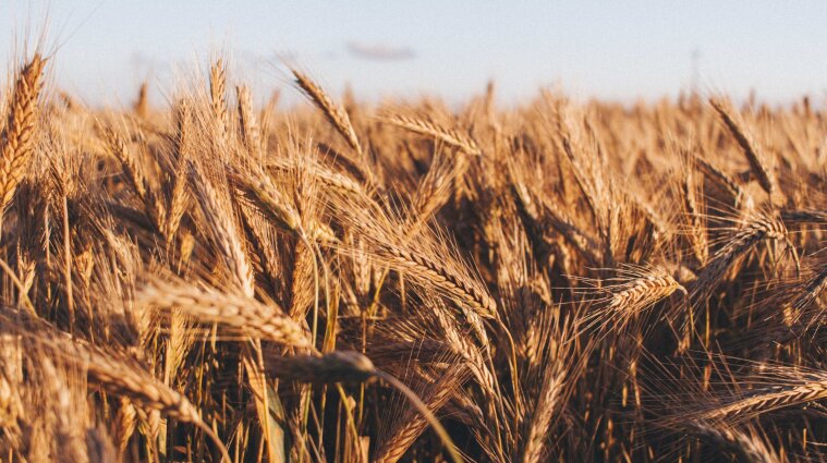 У Польщі можуть побудувати сховища для українського зерна: скільки потрібно часу