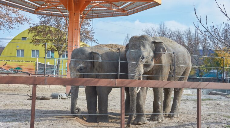 Экзотические животные в Украине: как живут слоны в зоопарке