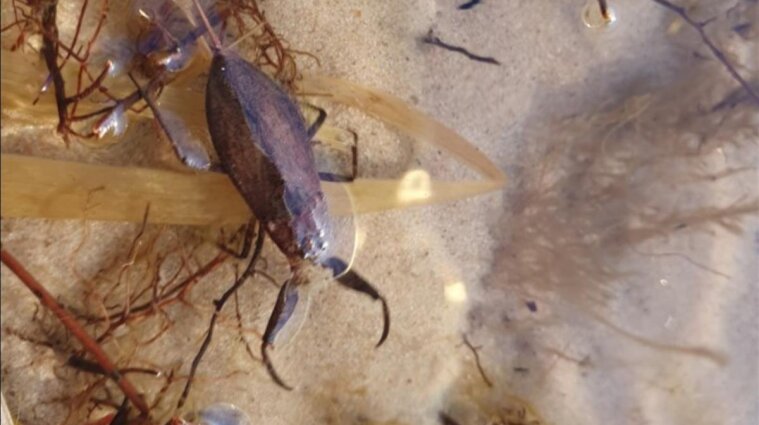 У Києві на пляжі знайшли скорпіонів