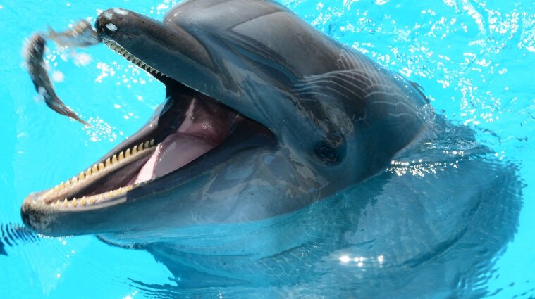 В Одессе дельфин укусил ребенка (видео)