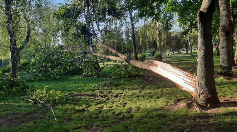 Ветер и ливни повредили сотни деревьев в столице - фото