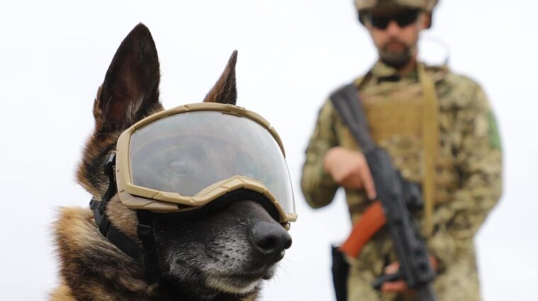 У собак, охраняющих украинскую границу, появилась новая амуниция (фото)