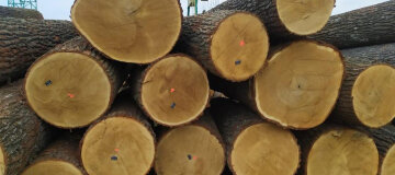 Чиновники намагалися незаконно вивезти з України ліс через підсанкційні компанії Фірташа