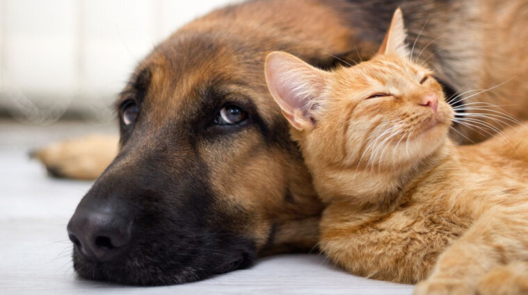 Коты чаще болеют коронавирусом, чем собаки - исследование