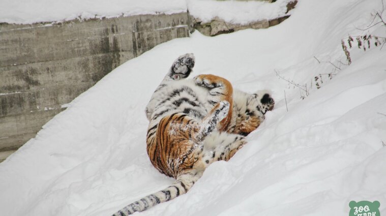 В сети показали, как радуются снегу жители Киевского зоопарка - фото