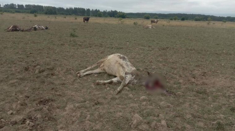 Орки обстріляли з "Градів" пасовище з коровами на Чернігівщині - фото