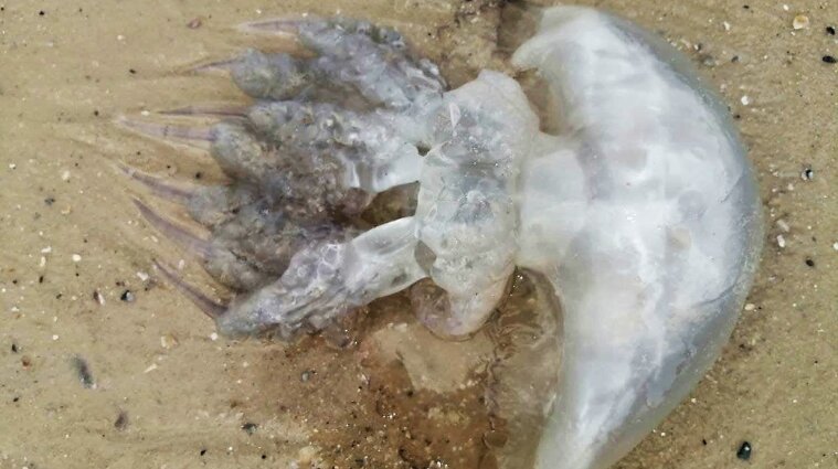 В Азовском море медузы отравляют отдыхающих: как уберечься
