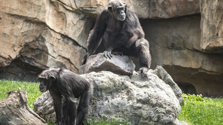 У зоопарку США горили захворіли на коронавірус