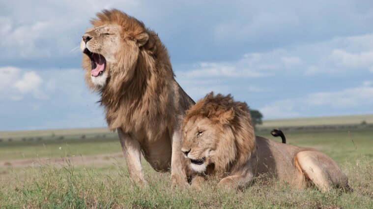 Львы убили трех детей в Танзании