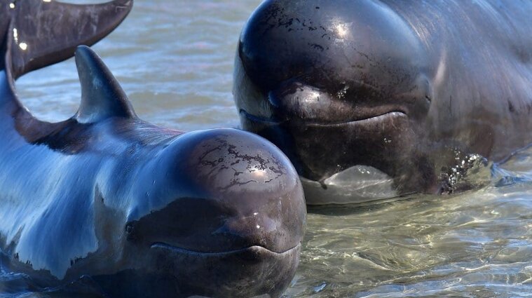 В Новой Зеландии около 50 дельфинов выплыли на берег: девять погибли