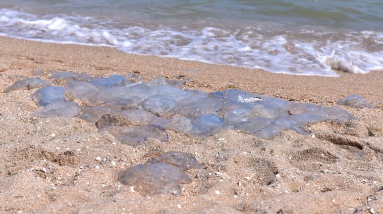 Не море, а "кисіль" з медуз: бархатний сезон в Кирилівці здивував відпочивальників (відео)