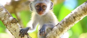 Миром распространяется обезьянья оспа: будет ли новая эпидемия