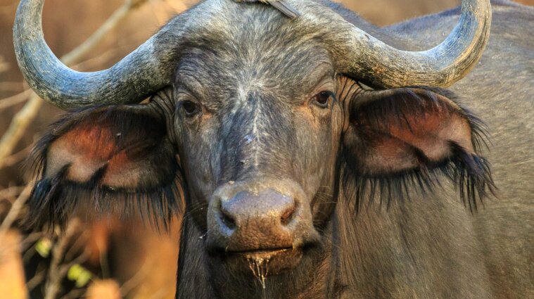 Вийшли на побачення: у Тернополі два буйволи втекли з зоокутка та гуляли містом (відео)